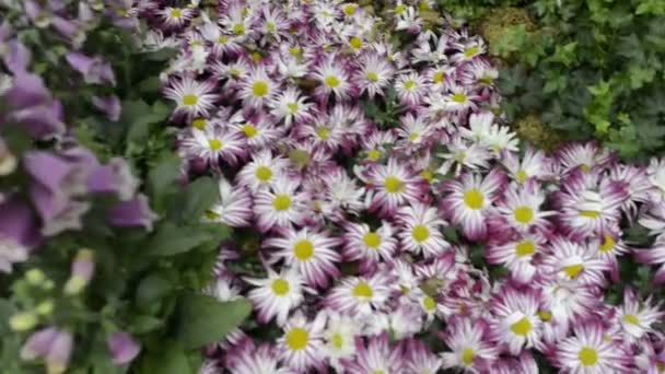 Jardim de flores cênica — Vídeo de Stock