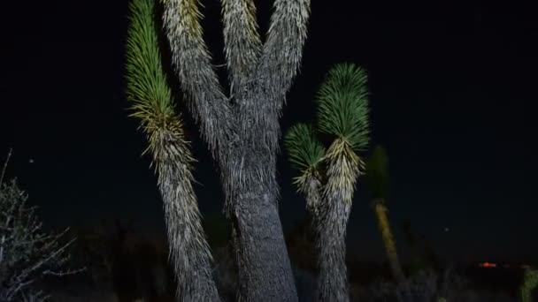 Joshua Tree at Night Full Moon — Stock Video