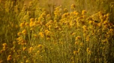 Yellow wild flowers and herbs