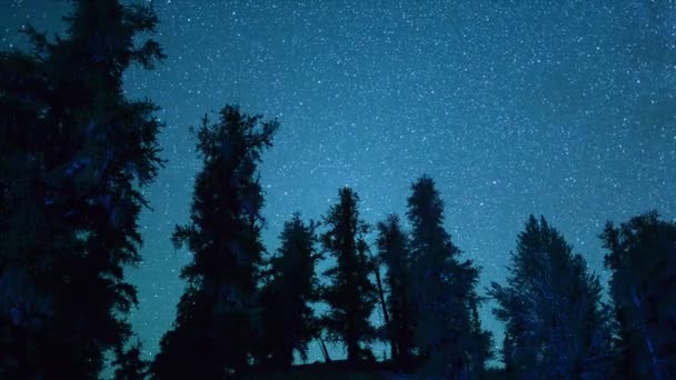 Starověké osinatá stromy v noci — Stock video