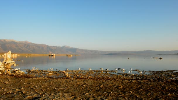 Scenico Mono Lake in California — Video Stock