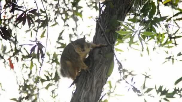 Écureuil curieux assis sur l'arbre — Video