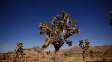 Joshua Tree, gece dolunay