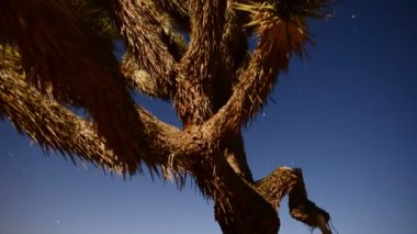 Joshua Tree, gece dolunay