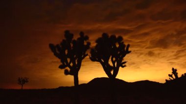 Joshua ağaçlar, gece