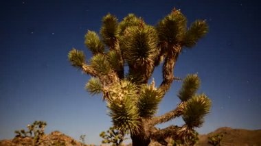 Joshua Tree, gece dolunay