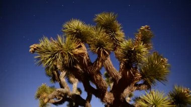 Joshua Tree, gece dolunay