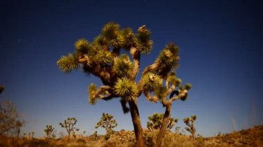 Joshua Tree, gece dolunay