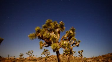 Joshua Tree, gece dolunay