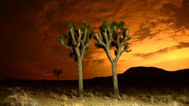 Alberi di Joshua di notte — Video Stock