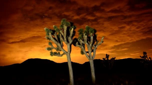 Joshua Trees at Night — Stock Video