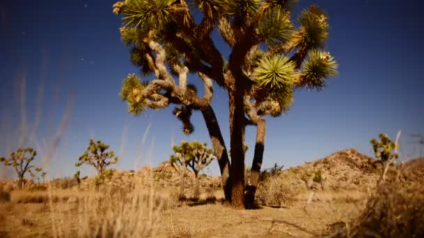 Joshua Tree en la noche Luna Llena — Vídeo de stock