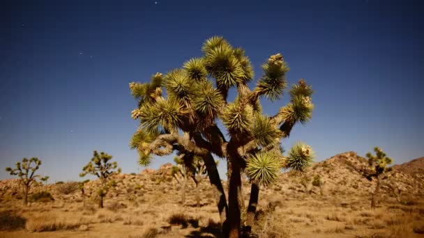 Joschua-Baum bei nächtlichem Vollmond — Stockvideo