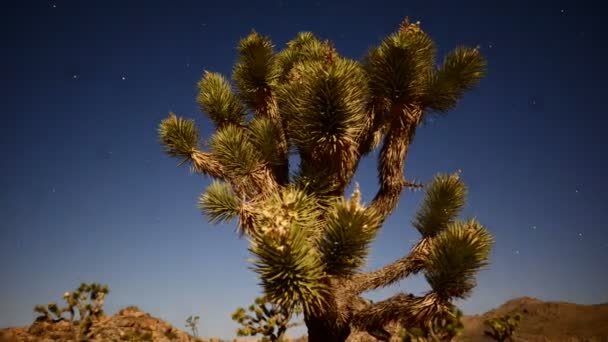 Joshua Tree at Night Full Moon — Stock Video