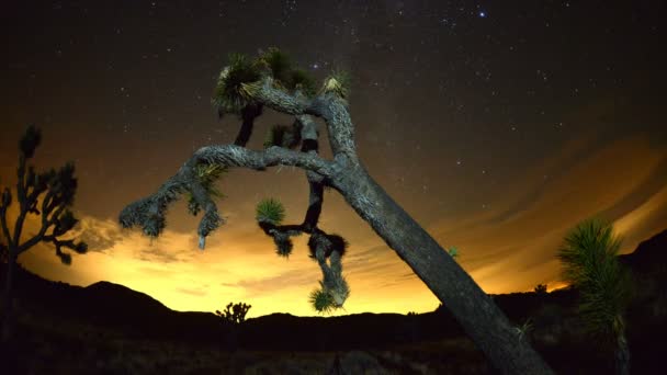 Joshua Trees at Night — Stock Video