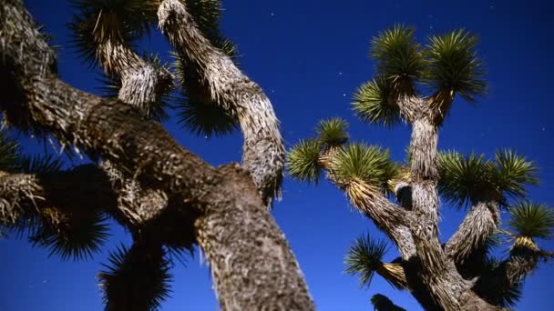 约书亚树在晚上满月 — 图库视频影像