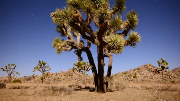 Joshua Tree at Night Full Moon — Stock Video