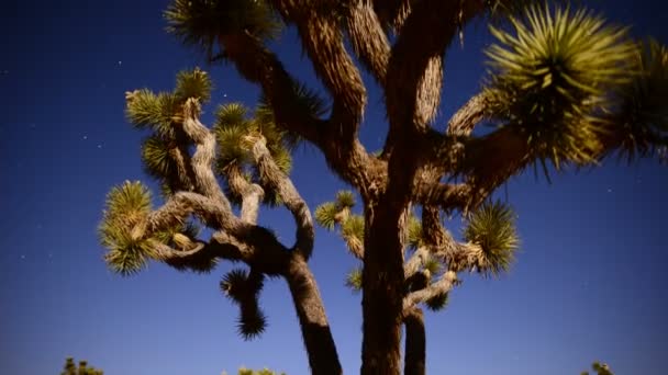 Joshua Tree, gece dolunay — Stok video