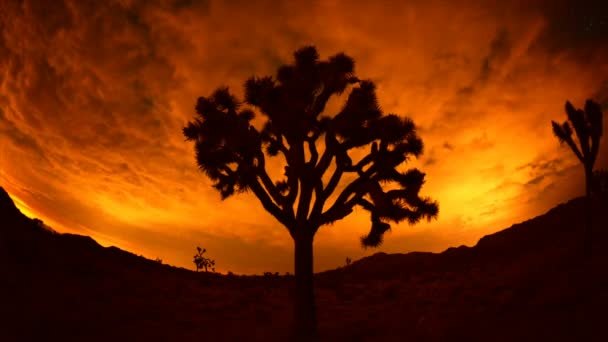 Joshua Trees at Night — Stock Video