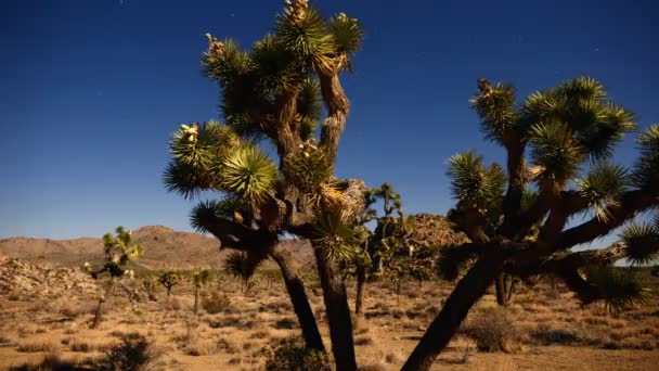 Joshua Tree at Night Full Moon — Stock Video