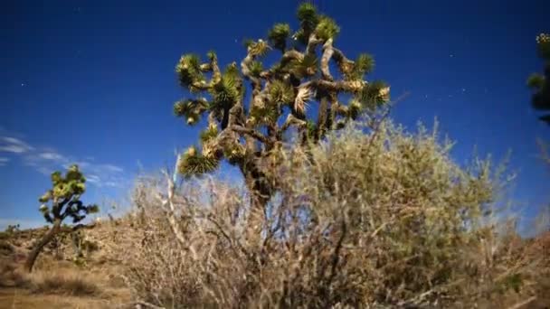 Joshua Tree, gece dolunay — Stok video
