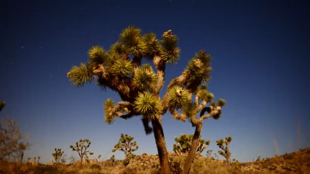 Joshua Tree at Night Full Moon — Stock Video