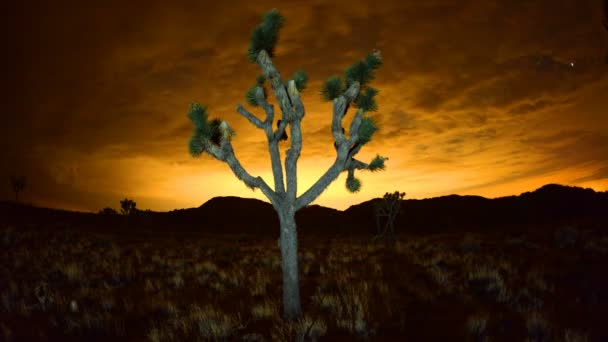 Joshua Trees at Night — Stock Video