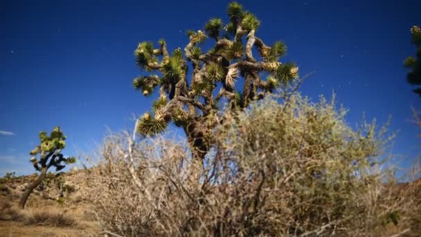 Joshua Tree en la noche Luna Llena — Vídeo de stock