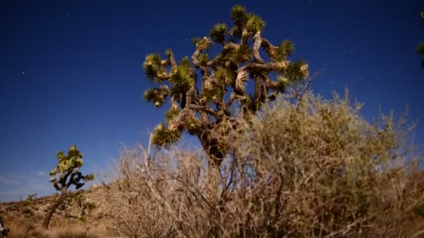 Joshua Tree at Night Full Moon — Stock Video