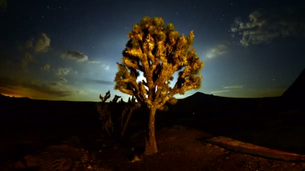 Joshua Tree, gece dolunay — Stok video