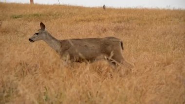 Karaca tarlaya gidiyor