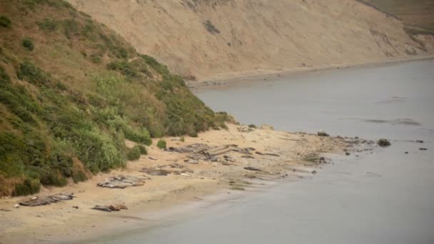 Time-lapse olifant zeehonden — Stockvideo