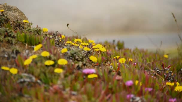 Yellow Wild Flowers — Stock Video