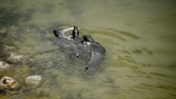Zeehonden spelen in de Oceaan — Stockvideo