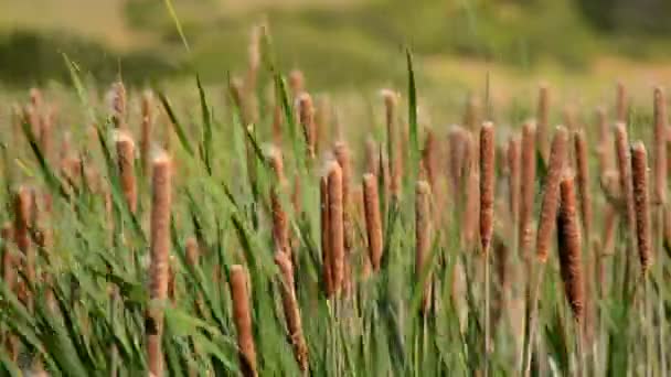 Marsh of Reeds in Point Reyes — Stock Video