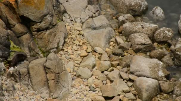 岩石海滩上的黑水母 — 图库视频影像