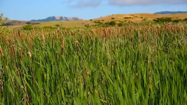 Marsh of Reeds in Point Reyes — Stock Video