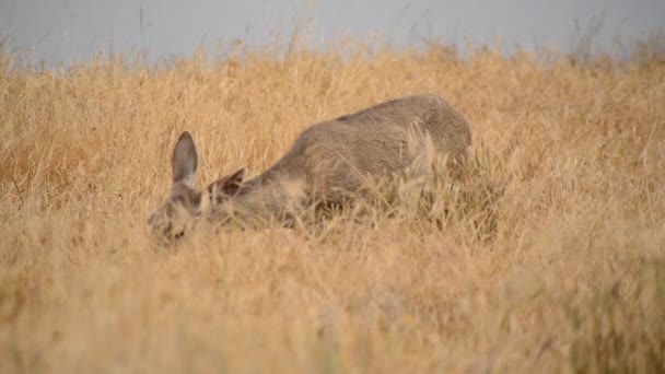 Chevreuil va à travers le champ — Video