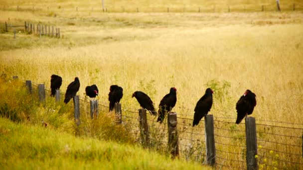 Buzzards de abutre de peru selvagem — Vídeo de Stock