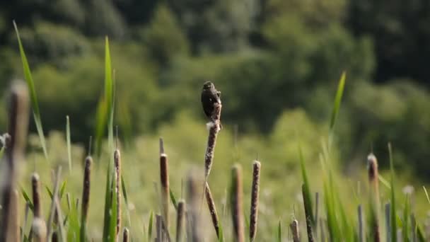 Palude di canne a Point Reyes — Video Stock