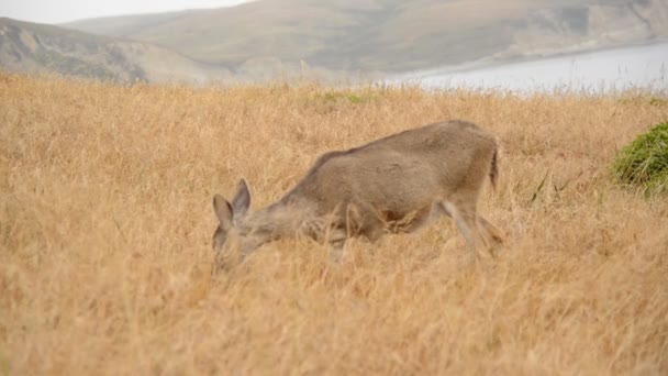 Роу-олень проходит через поле — стоковое видео