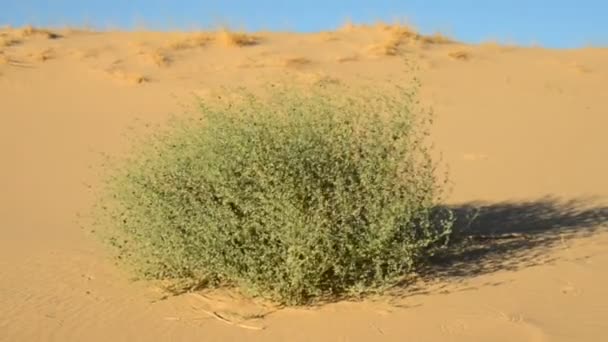 Pflanze, die auf Sanddüne wächst — Stockvideo