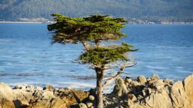 Zaman atlamalı yalnız selvi ağacı