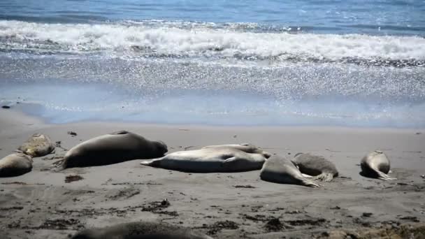 Praia da foca-elefante — Vídeo de Stock