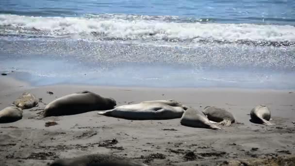 Praia da foca-elefante — Vídeo de Stock