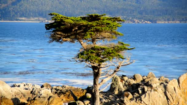 Lone cypress träd — Stockvideo