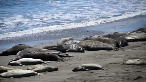 Elephant Seal Beach — Stock Video