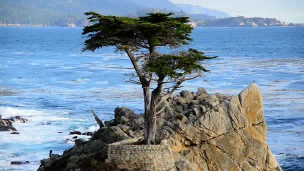 Lone Cypress Tree — Stock Video