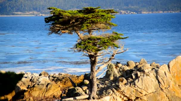 Lone Cypress Tree — Stock Video