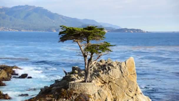 Time Lapse of Lone Cypress Tree — Stock Video